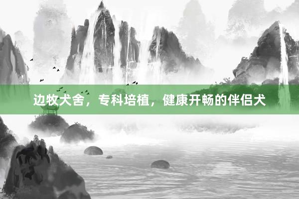 边牧犬舍，专科培植，健康开畅的伴侣犬